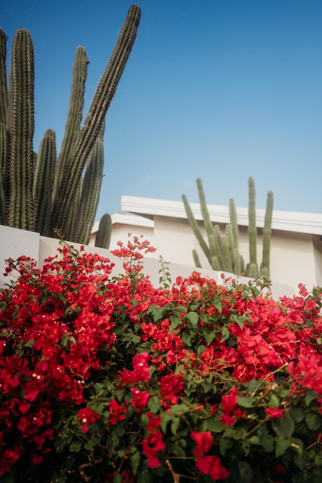 Pura Vida Aruba Appartement Palma Noord Bagian luar foto